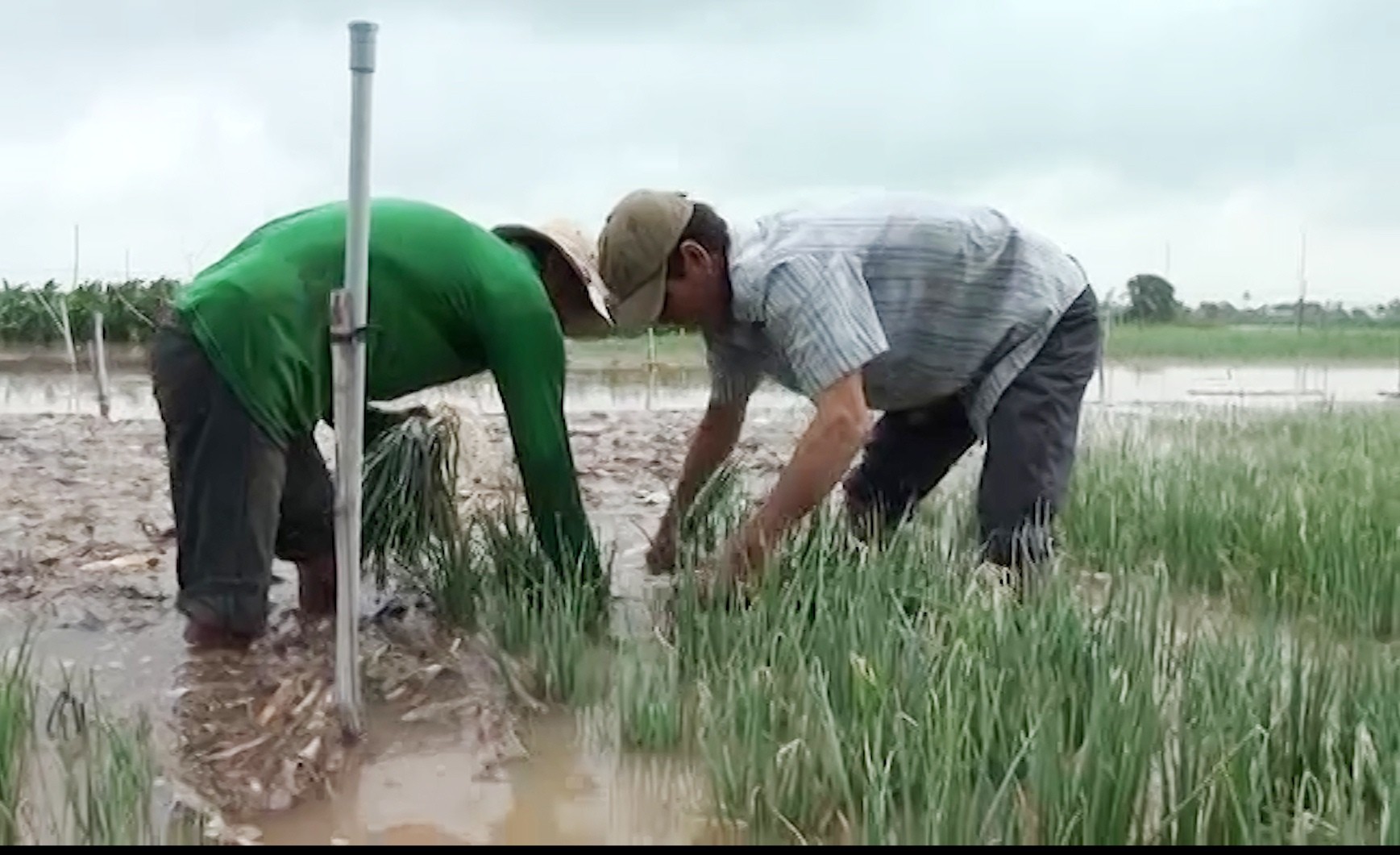 Vựa rau củ lớn nhất miền T&acirc;y bắt đầu chạy lũ - Ảnh 5.