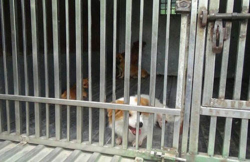 Phải xử lý thả rông chó