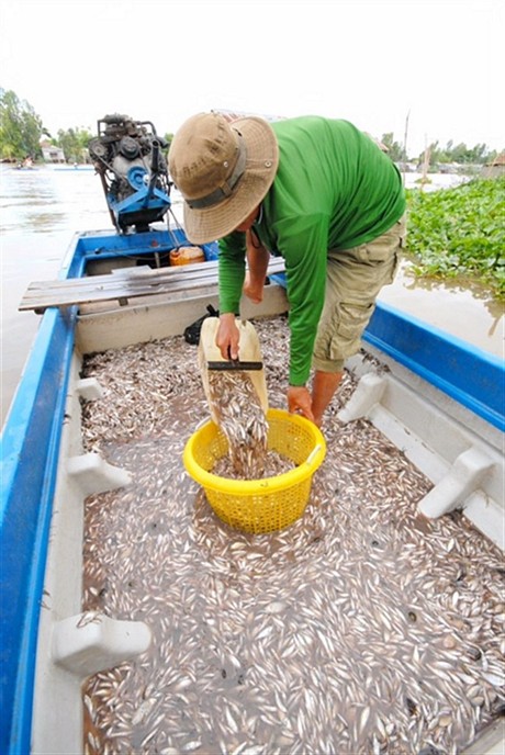 Chuyện linh thiêng nhưng ít người biết về cá linh ở miền Tây