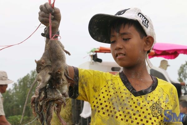Về miền Tây mùa lũ, xem "thợ săn" chuột đồng “hốt bạc”