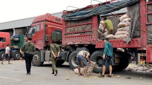 "Lật mặt" nông sản Trung Quốc nhái hàng Đà Lạt