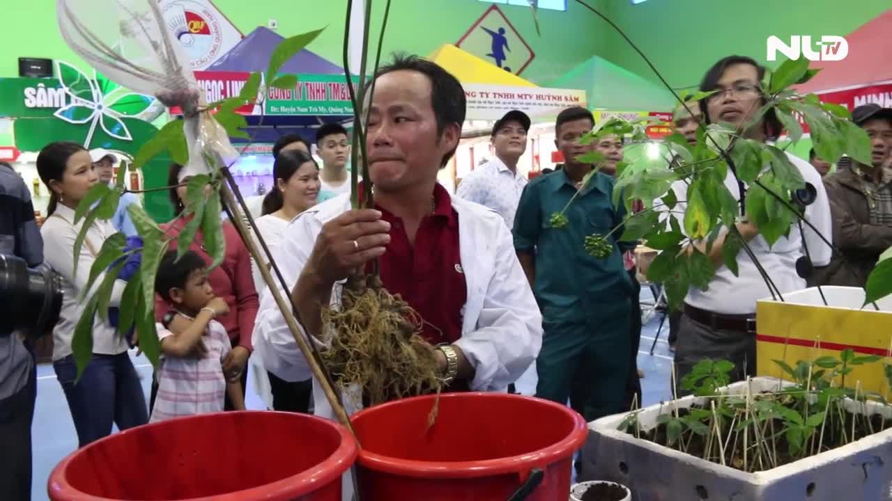 Độc đáo Hội thi sâm Ngọc Linh