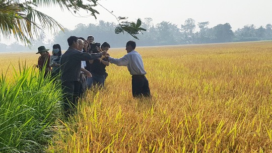 Nông dân lãi hơn 50 triệu đồng/ha nhờ trồng lúa sạch