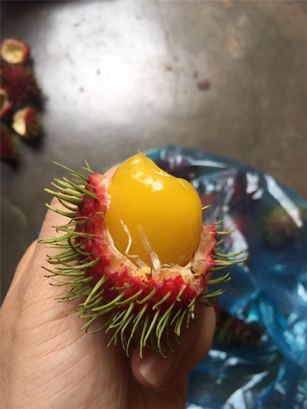 Ch&ocirc;m ch&ocirc;m ruột v&agrave;ng lại t&aacute;i xuất - Ảnh 2.