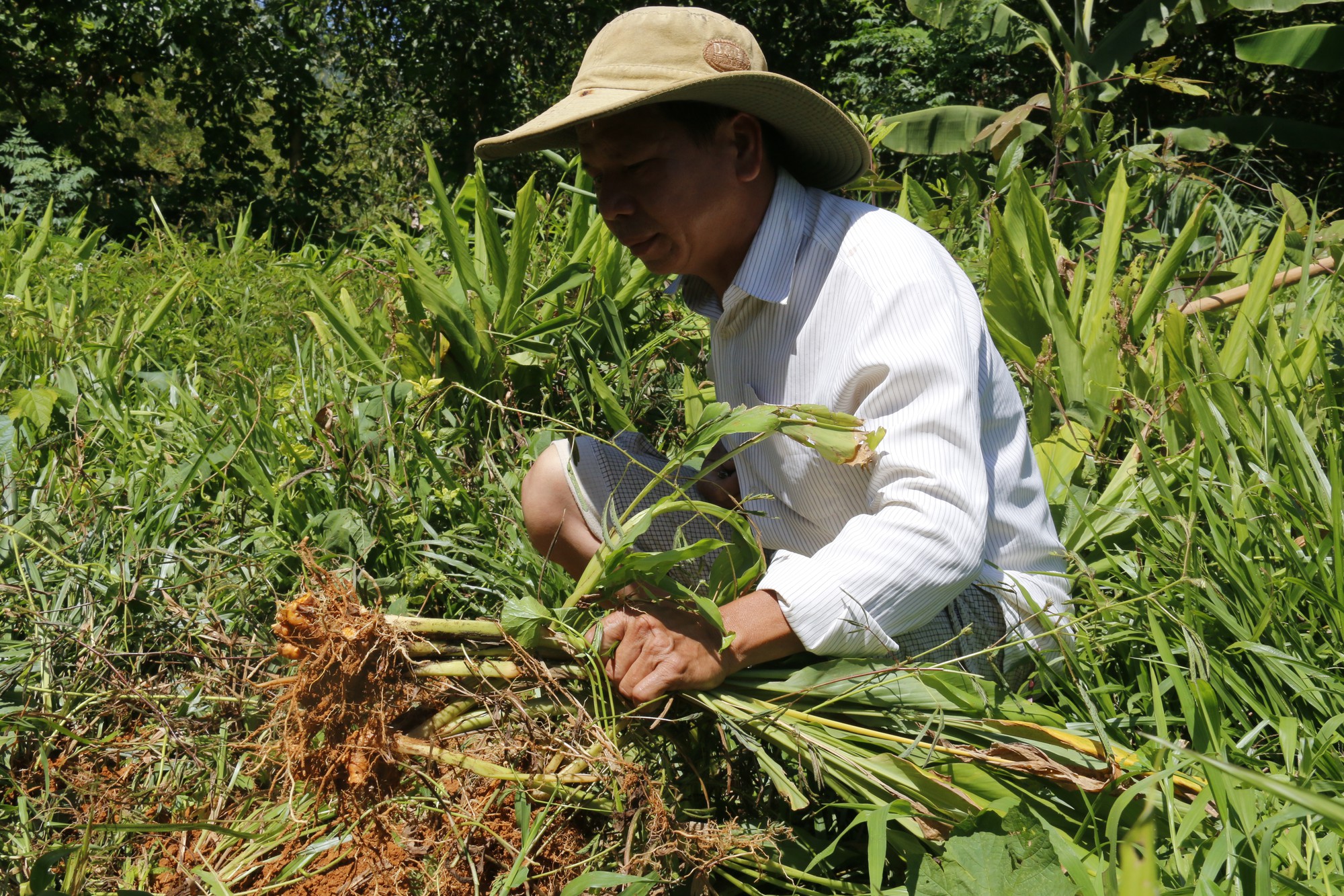 Hơn 100 tấn nghệ của nông dân Quảng Nam cần "giải cứu"