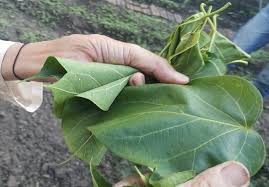 Trước khi chết, chồng nghi vợ nấu canh lá ngón cho ăn