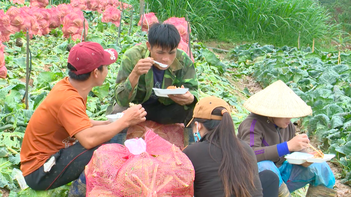 VIDEO: Nông sản Trung Quốc nhái Đà Lạt: "Giết chết" nông dân