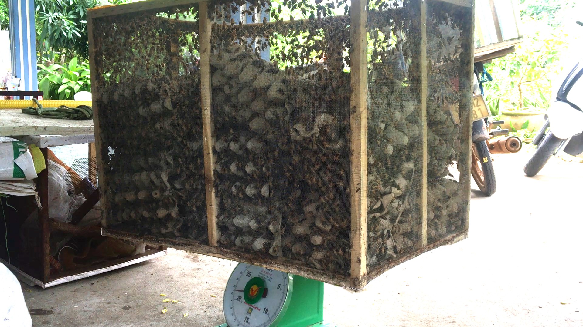 Cô giáo về hưu mỗi tháng cung cấp 500 kg dế ra thị trường - Ảnh 11.