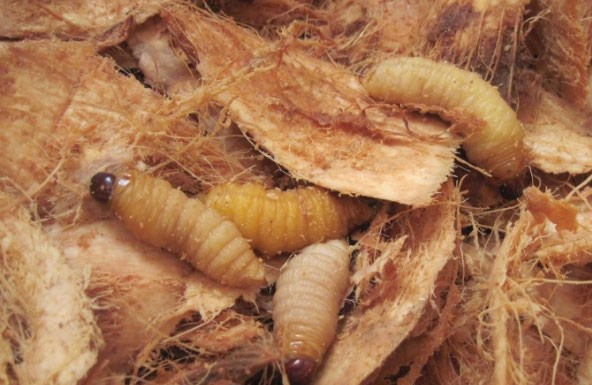Đặc sản không thể dị hơn - Ảnh 9.