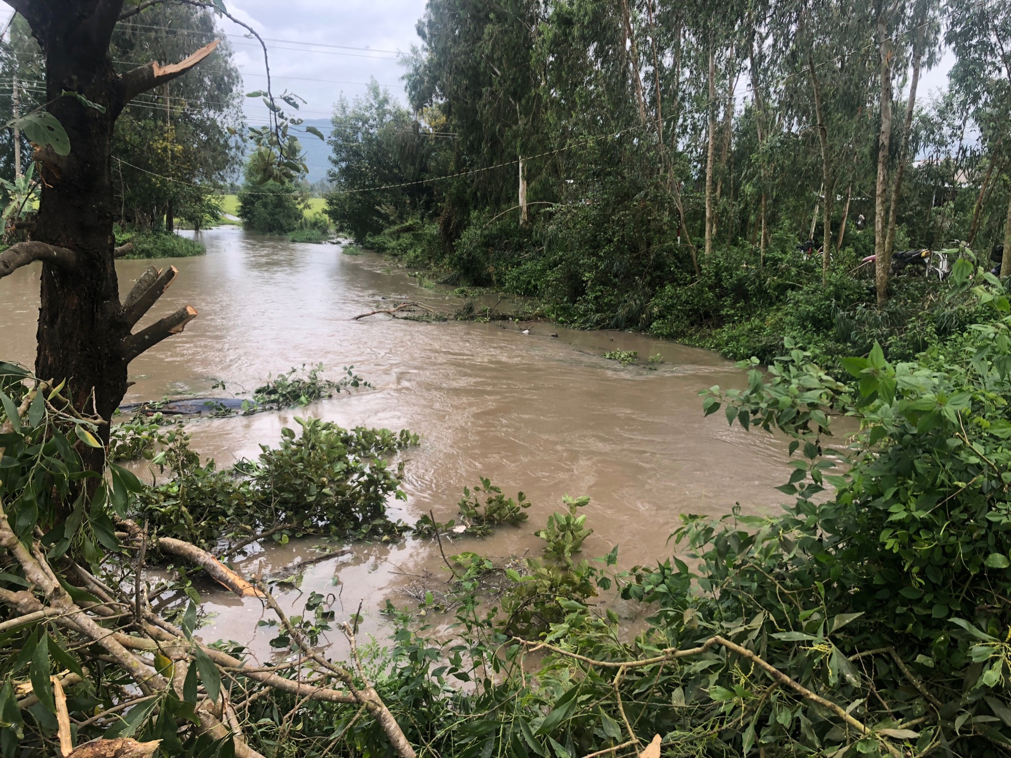 Khẩn trương cứu h&agrave;ng trăm ha l&uacute;a do vỡ cống - Ảnh 1.