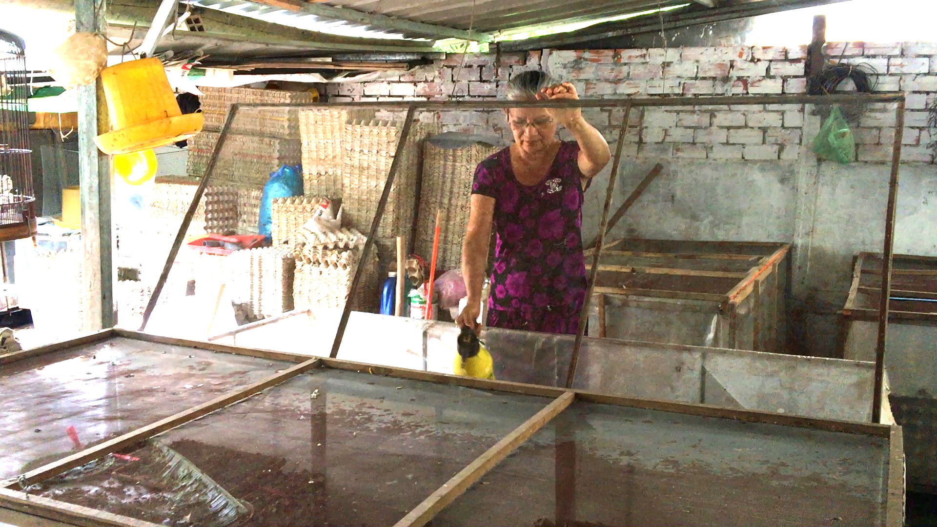 Cô giáo về hưu mỗi tháng cung cấp 500 kg dế ra thị trường - Ảnh 10.