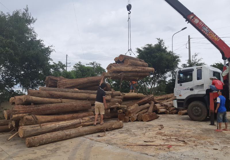 Tàn sát rừng phòng hộ