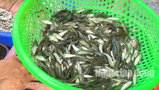 Thức từ 2 giờ sáng đi “săn” sản vật mùa nước nổi - Ảnh 3.
