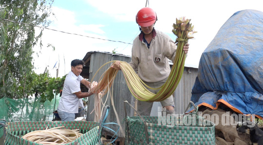 Thức từ 2 giờ sáng đi “săn” sản vật mùa nước nổi - Ảnh 9.