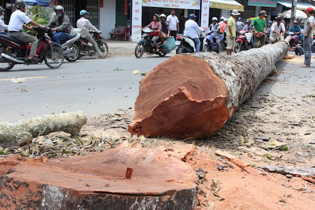Đốn hạ hàng loạt cây dầu trên 100 năm tuổi vì mất an toàn giao thông?