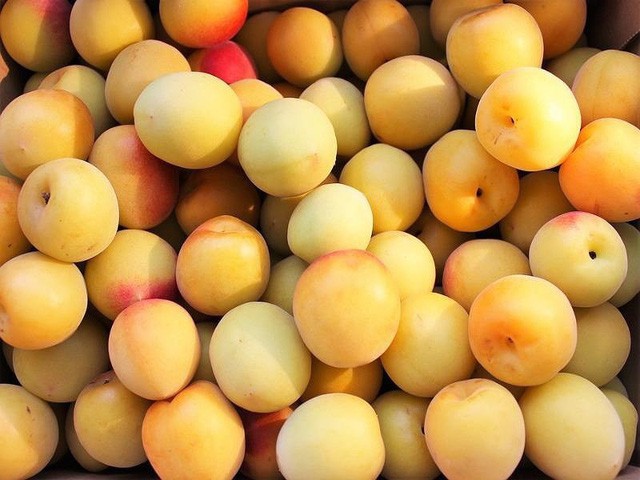 Cơn sốt săn mận x&aacute;ch tay c&oacute; gi&aacute; gần triệu/kg - Ảnh 1.