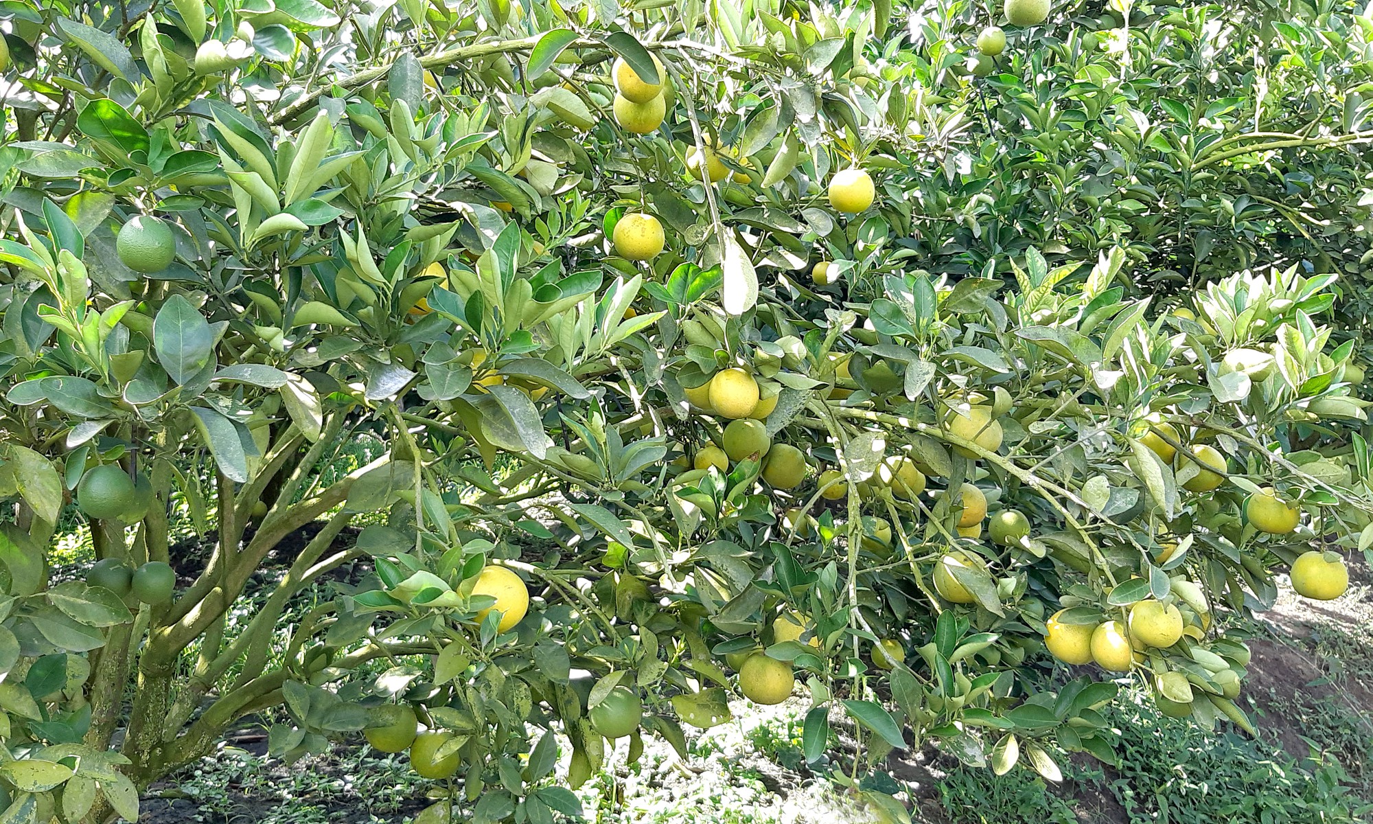 Thủ phủ cam xo&agrave;n m&ugrave;a nghịch &ldquo;hốt bạc&rdquo; - Ảnh 2.