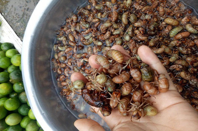 Món lạ: Ve sữa rang nước măng chua Tây Bắc - Ảnh 1.
