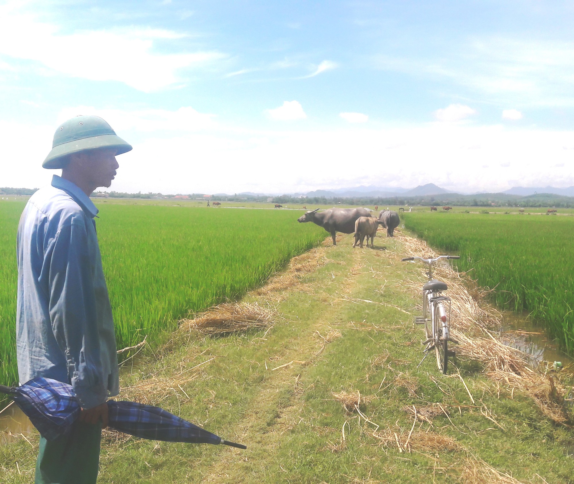 Nhiều khoản phí "lạ" ở Quảng Bình: Trâu, bò, vịt, máy cày,… ra đồng phải đóng phí