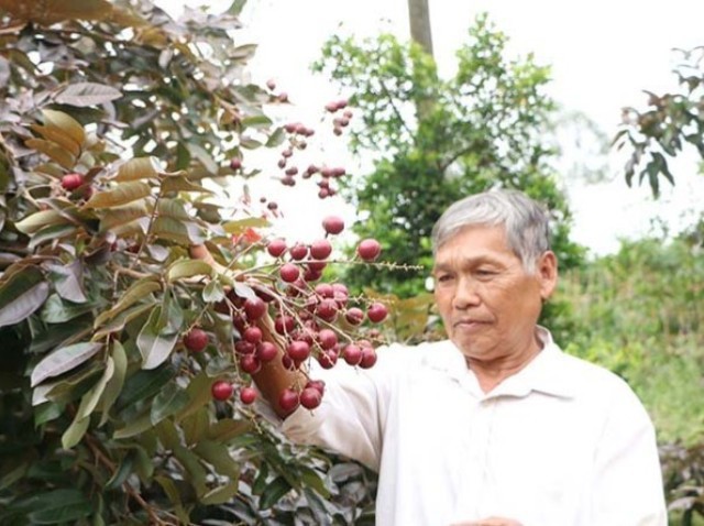 Nhãn tím thương lái Thái Lan lùng mua: Mỗi nhánh giá bạc triệu