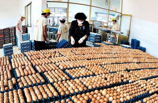 Ba Huân - VinaCapital, lấy trứng chọi cá mập!