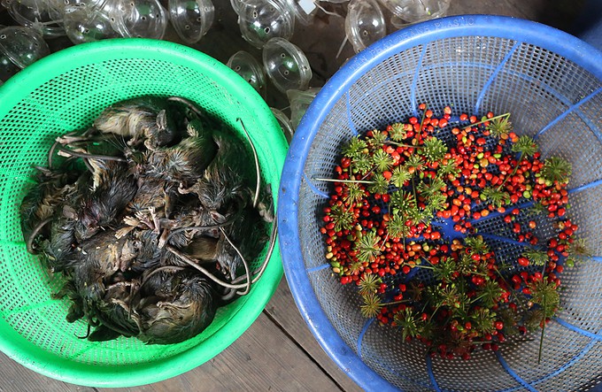 Đặc sản chuột ăn hạt s&acirc;m đ&atilde;i kh&aacute;ch qu&yacute; ở n&uacute;i Ngọc Linh - Ảnh 3.