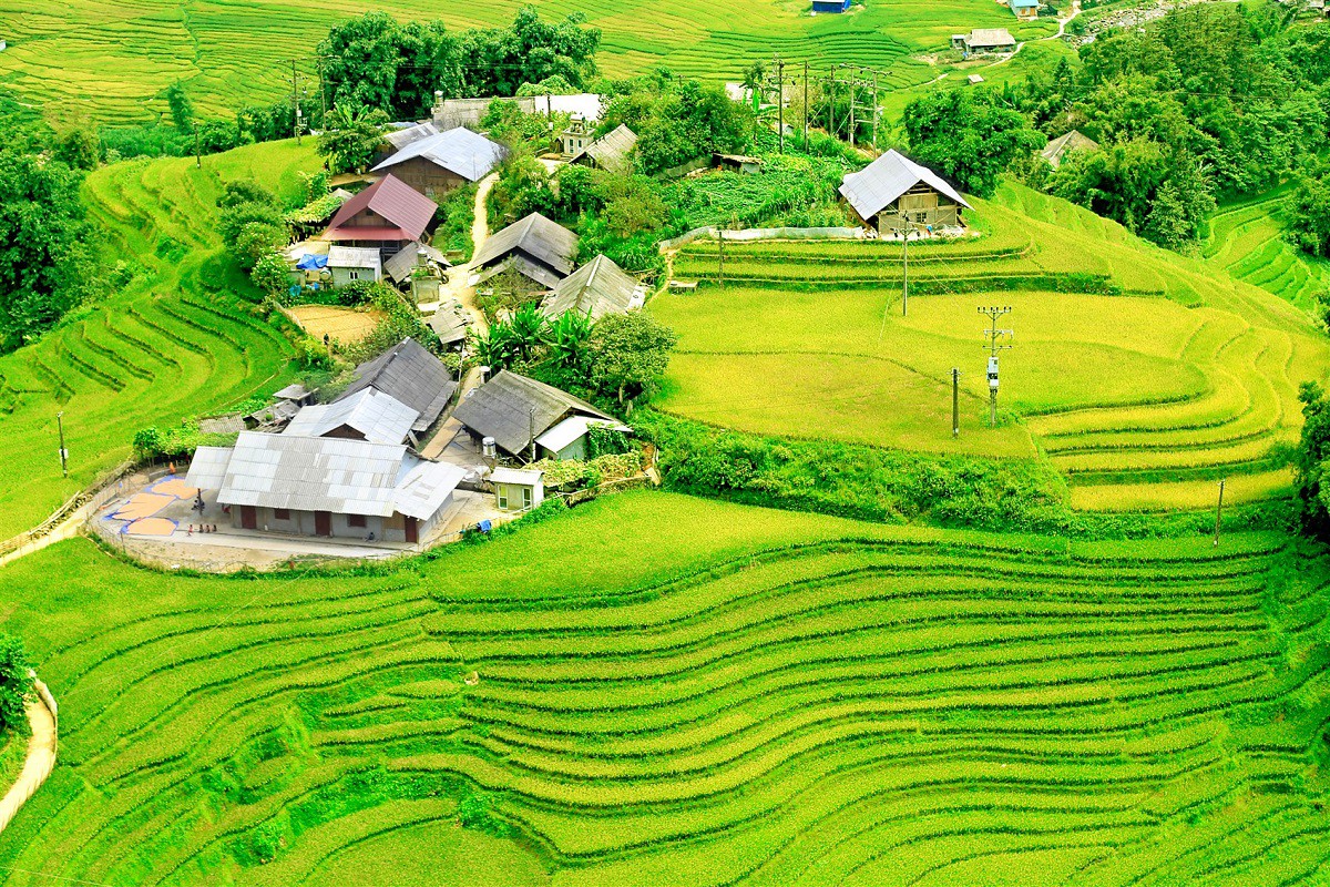 L&uacute;a đ&atilde; ch&iacute;n v&agrave;ng khắp thung lũng Mường Hoa, x&aacute;ch ba l&ocirc; l&ecirc;n v&agrave; đi th&ocirc;i! - Ảnh 4.