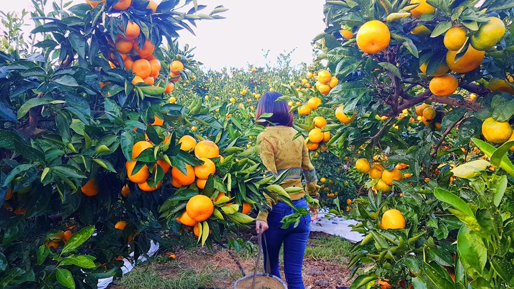 12 trải nghiệm kỳ thú tại đảo Jeju - Ảnh 10.
