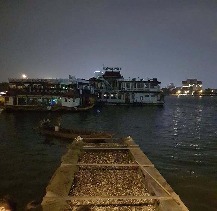 Hàng tấn cá lại chết trắng trên hồ Tây