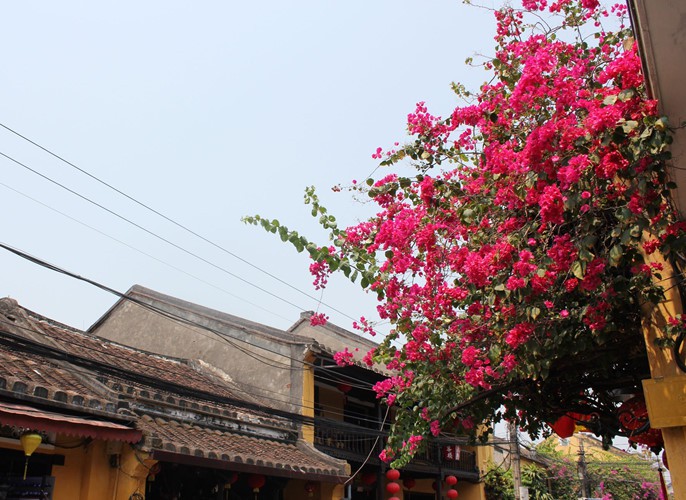 Ngắm nh&agrave; cổ Hội An đẹp lịm tim với gi&agrave;n hoa giấy - Ảnh 10.