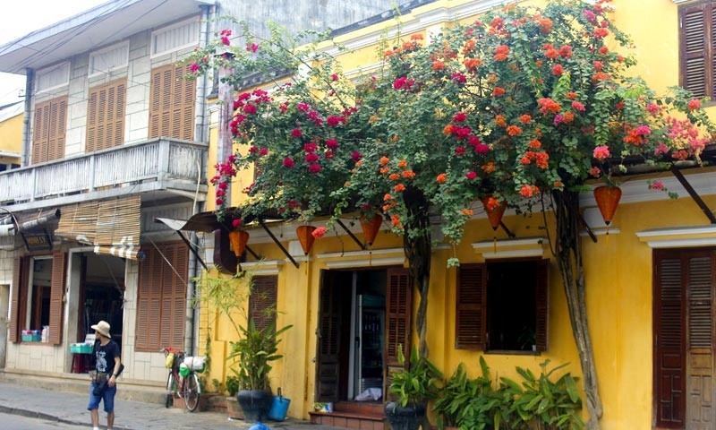 Ngắm nh&agrave; cổ Hội An đẹp lịm tim với gi&agrave;n hoa giấy - Ảnh 8.