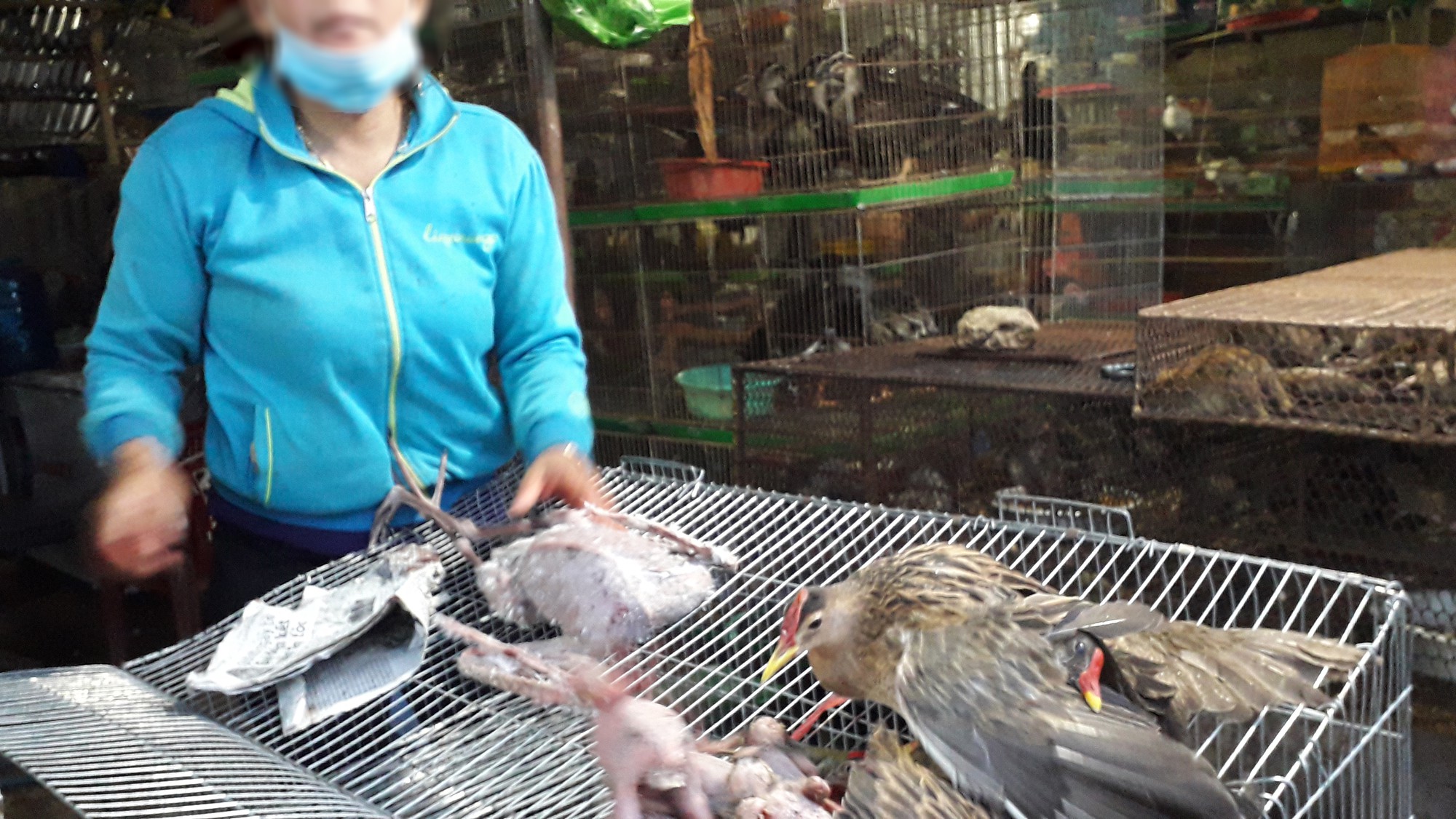 Cận cảnh t&agrave;n s&aacute;t chim trời ở chợ chim lớn nhất Miền T&acirc;y - Ảnh 8.
