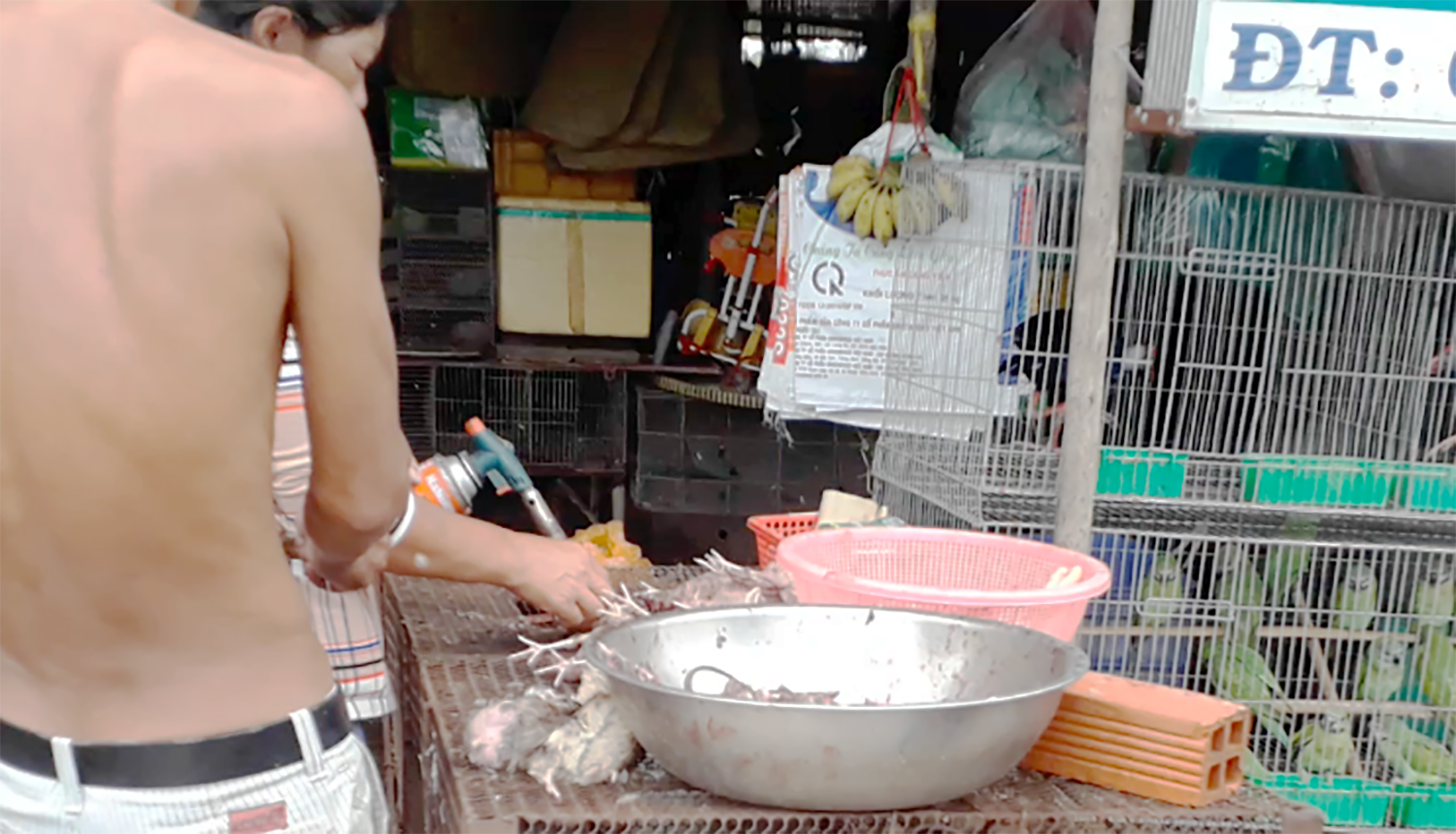 Cận cảnh t&agrave;n s&aacute;t chim trời ở chợ chim lớn nhất Miền T&acirc;y - Ảnh 7.