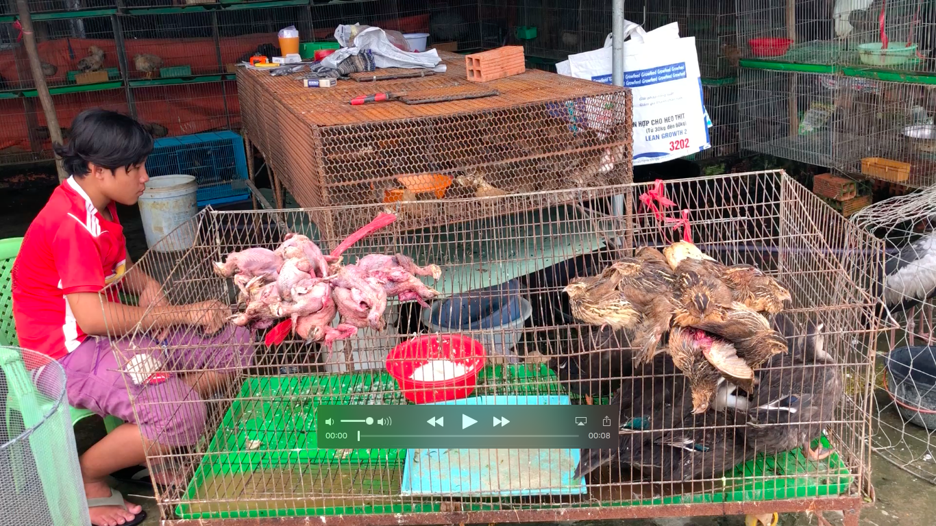 Cận cảnh tàn sát chim trời ở chợ chim lớn nhất Miền Tây