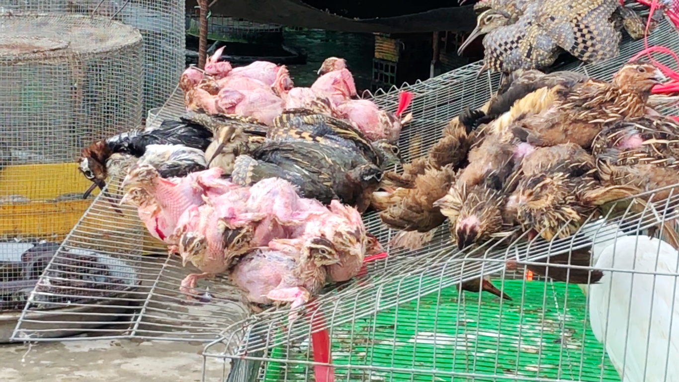 Cận cảnh t&agrave;n s&aacute;t chim trời ở chợ chim lớn nhất Miền T&acirc;y - Ảnh 5.