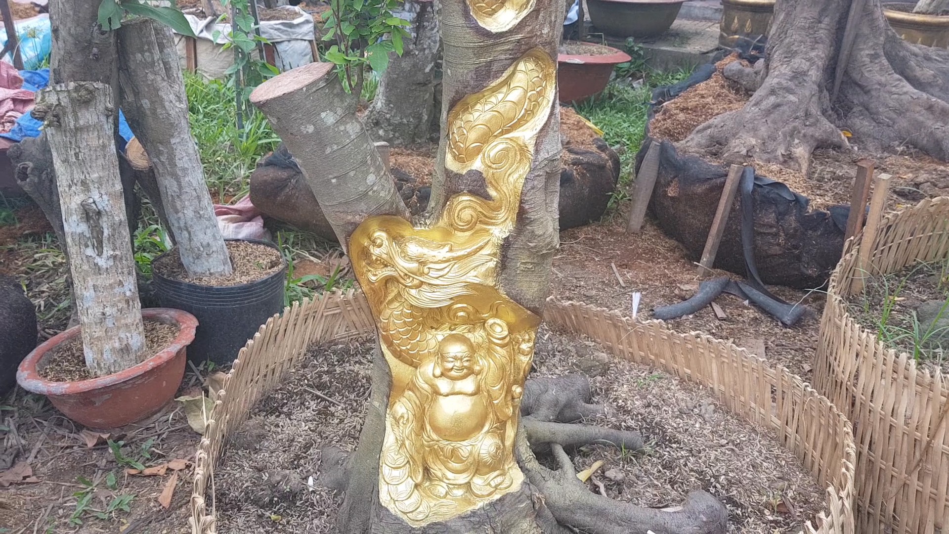 Độc đáo nghệ nhân khắc tượng lên cây đang sinh trưởng