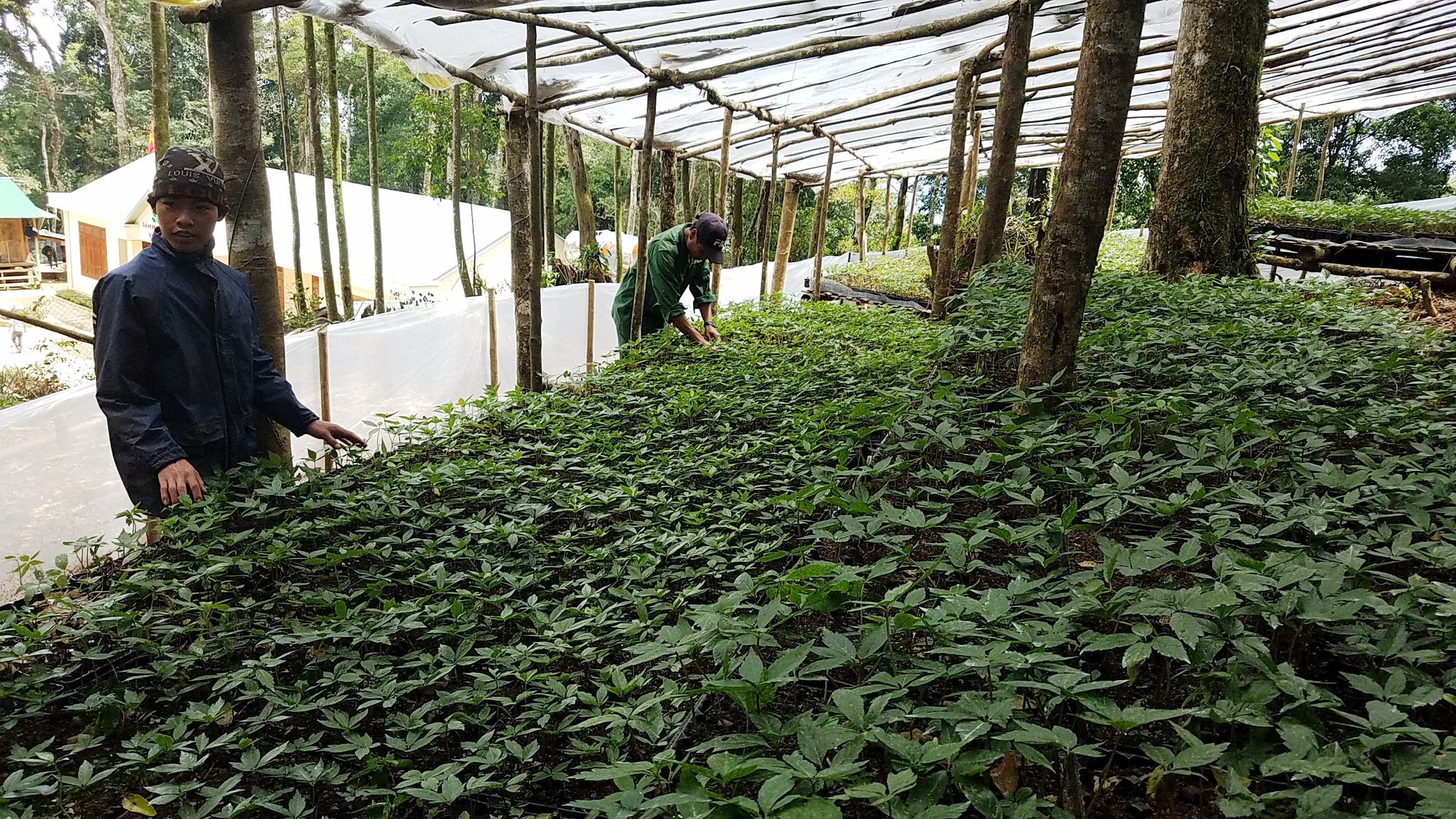 Cận cảnh vườn sâm Ngọc Linh ngàn tỉ - Ảnh 3.