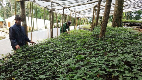 Kỳ vọng đổi đời từ sâm