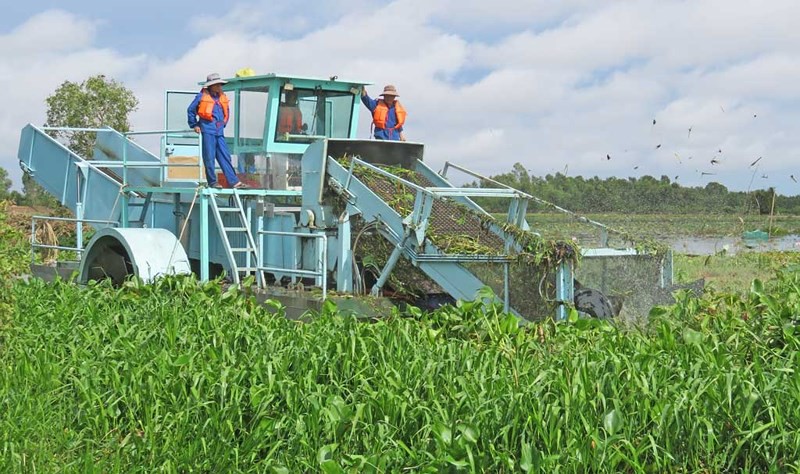 Chuyện lạ: Bỏ 8 tỉ đồng diệt lục bình nơi này rồi chi 1,2 tỉ trồng nơi khác!
