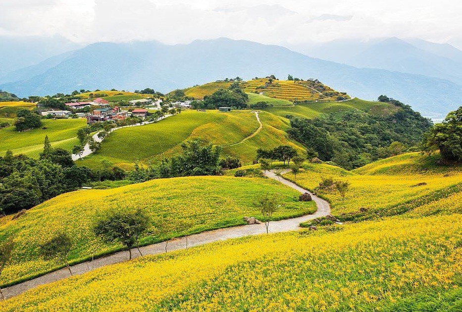 Chi&ecirc;m ngưỡng xứ sở hoa kim ch&acirc;m đẹp như tranh vẽ ở Đ&agrave;i Loan - Ảnh 4.