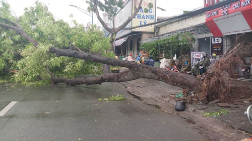 TP HCM: Kiến nghị không đấu thầu chăm sóc cây xanh