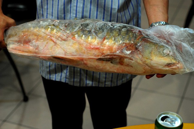 Qu&yacute; như v&agrave;ng, đặc sản c&aacute; vong bất liễu ngư được đại gia săn l&ugrave;ng - Ảnh 6.