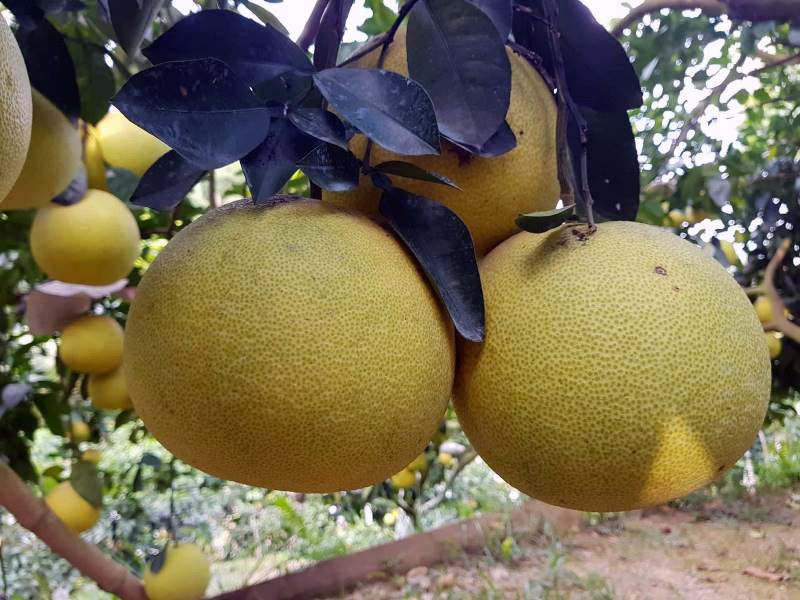 Cho&aacute;ng ngợp với vườn bưởi to&agrave;n quả l&agrave; quả ở Ph&uacute;c Trạch - Ảnh 4.