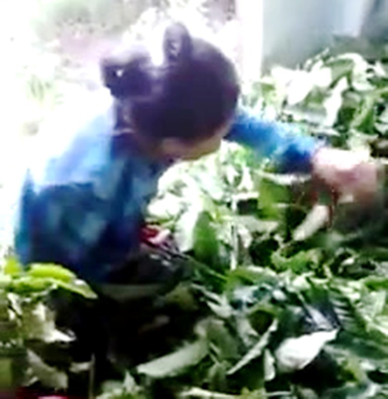 Lâm Đồng: Làm rõ thông tin thương lái mua lá cà phê tươi 50.000 đồng/kg