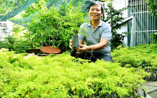 Lãi trăm triệu đồng nhờ trồng cây đinh lăng trong vườn nhà