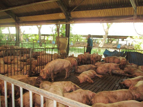 Có dấu hiệu găm hàng, đẩy giá heo hơi