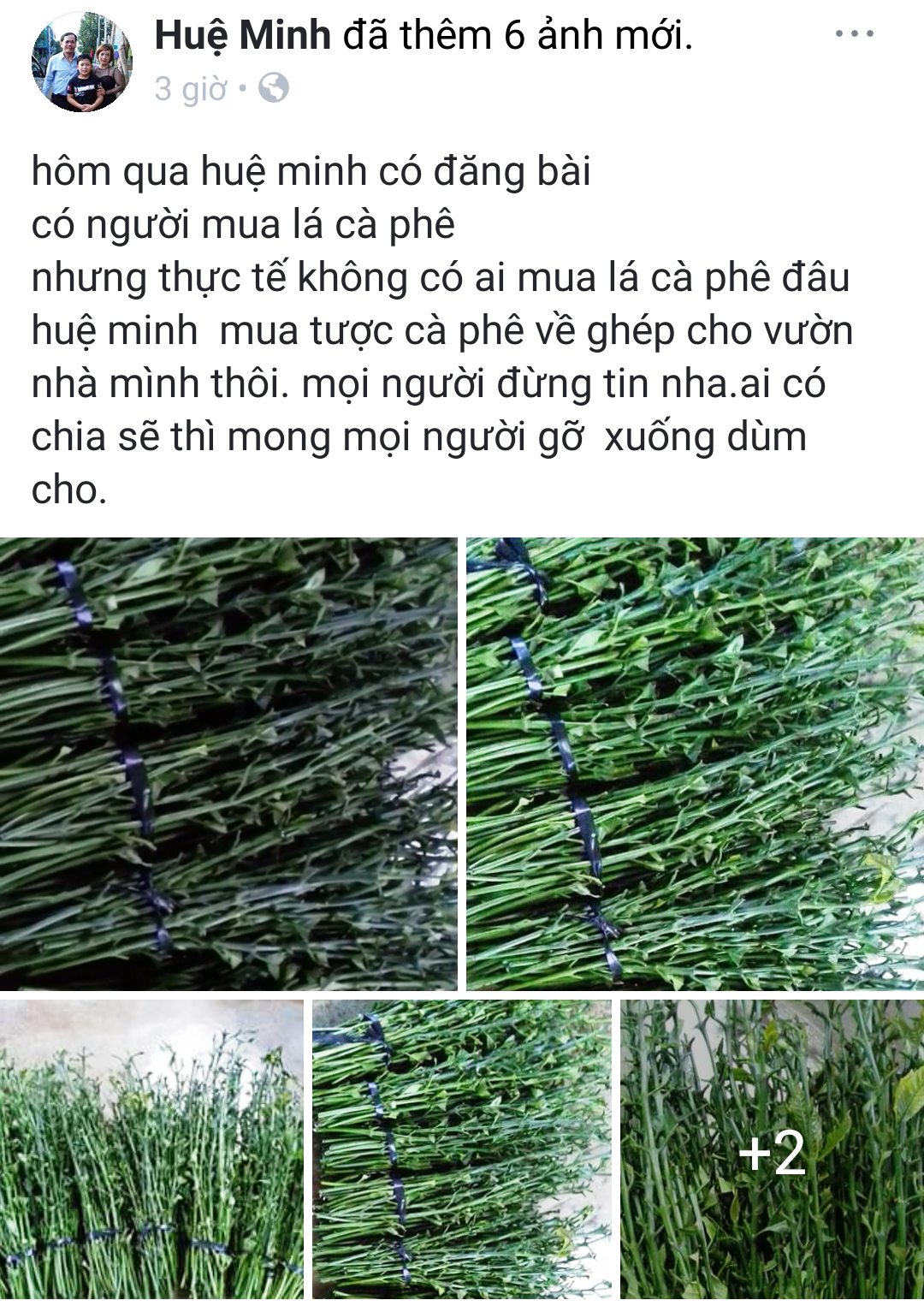 Tung tin mua lá cà phê tươi 50.000 đồng/kg là để... câu like - Ảnh 1.
