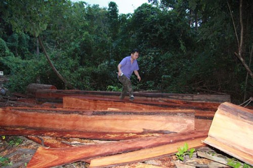 Loay hoay xử lý, rừng vẫn bị triệt hạ