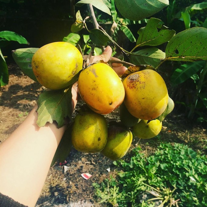 5 m&oacute;n qu&agrave; vặt đặc trưng của m&ugrave;a thu H&agrave; Nội - Ảnh 4.
