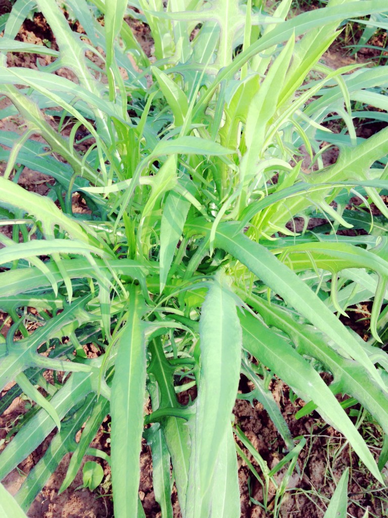 &Ocirc;ng b&agrave; ta ng&agrave;y xưa thử thai bằng c&aacute;ch n&agrave;o? - Ảnh 6.